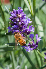 ape al lavoro su un ramo di lavanda