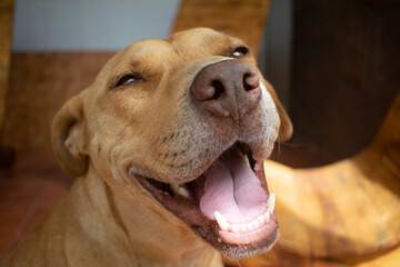 Portraint of a smiling dog