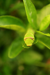 One Tiny Vivid Green Lime Swallowtail Caterpillar Resting on a Lime Tree Leaf