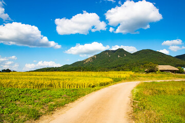한국 시골의 가을들판