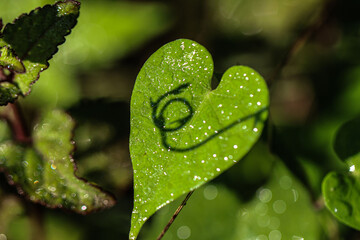 Heart shaped leaf with shadow