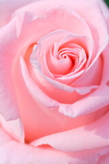 Fototapeta na wymiar ピンク色の薔薇