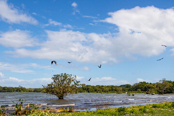 a group of wild american black vulture is flying over a tropical caribbean lake in a beautiful panorama