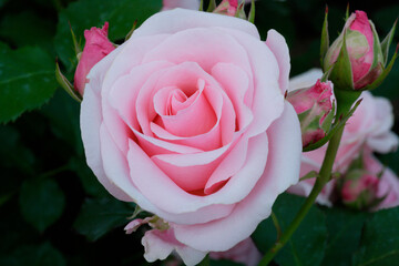 ピンク色の薔薇