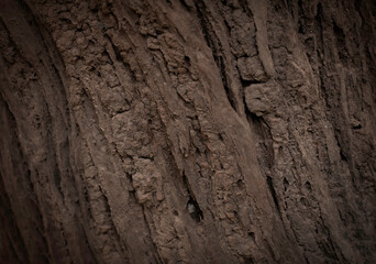 Trunk texture