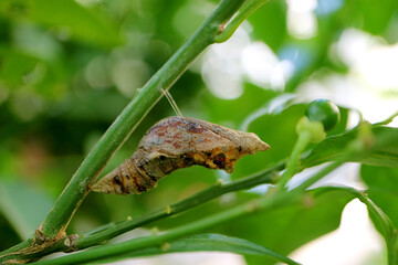 Lime Butterfly Pupa Suspended under a Branch of the Lime Tree