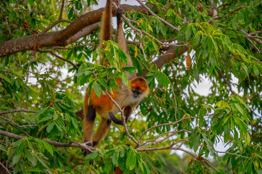 Orange Geoffroy's spider monkey (Ateles geoffroyi) hangs between the trees on Monkey Island in Lake Nicaragua