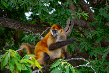 Orange Geoffroy's spider monkey (Ateles geoffroyi) hangs between the trees on Monkey Island in Lake Nicaragua © Justin