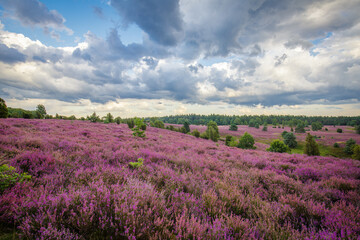 Naklejka na ściany i meble Heather august blossom in the Lueneburger Heide in Nothern Germany
