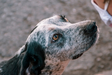 Obraz premium A close up of a stray dog being petted by a child with a face mask in Turkey.