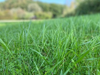 green grass background