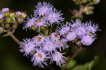 Beautiful purple flowers