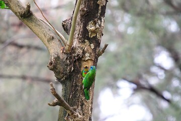 Woodcutter in the trees