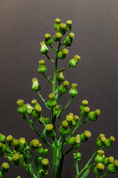The woodland ragwort or Senecio sylvaticus, a plant that favours a moist environment.