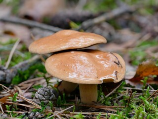 Schöne Goldröhrlinge (Suillus grevillei), auch Lärchenröhrling, Goldgelber Röhrling, Gelber Röhrling genannt, in einem Nadelwald