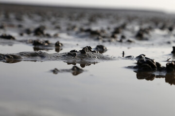 detail aufnahme vom Wattenmeer, Nordsee Küste, Deutschland 