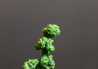 The head of the plant Chenopodium album mostly considered a weed, this plant occurs worldwide and has been used as an edible crop and for medicinal purposes.