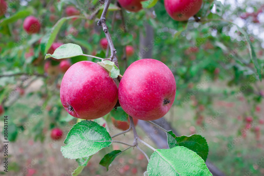 Wall mural two red apples hanging on the branch of an apple tree. organic farming concept.