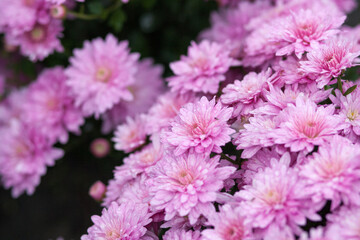 Obraz premium Close up of violet flower of chrysanthemums