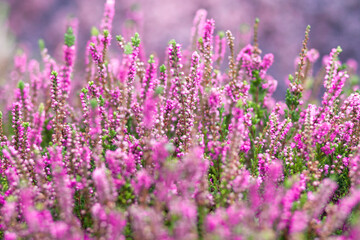 Close up of violet lavander flower in nature