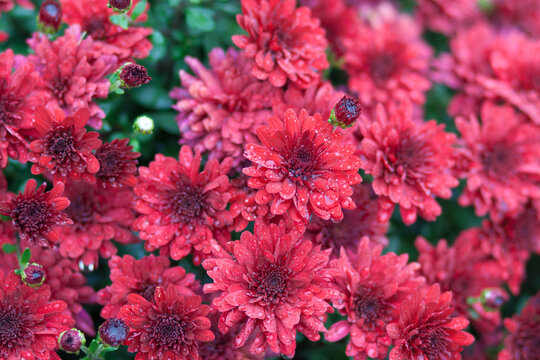 Close Up Of Dark Red Flowers Of Chrysanthemums