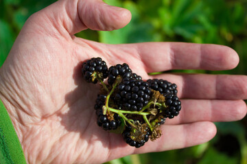 Ripe blackberries lying on a man's palm. Organic farming concept.