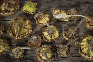 Inverted receptacles of sunflowers lying on a wooden background.