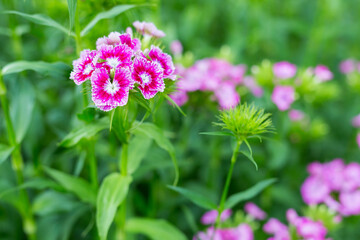 flowers Sweet William or Dianthus barbatus