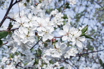 Branches of blossoming apricot macro