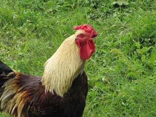 Cock