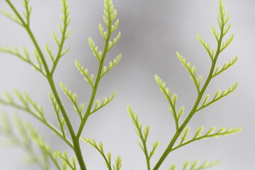 New fern leaf in close up.