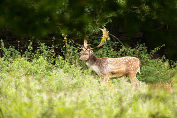 Fallow deer (dama dama), wildlife scenery. 