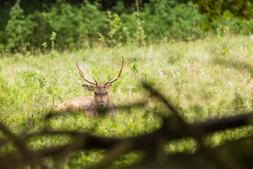 Fallow deer (dama dama), wildlife scenery. 