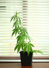 Close-up of budding marijuana plant in pot. Homegrown cannabis
