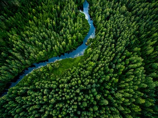 Fotobehang Bosrivier Aerial view of green grass forest with tall pine trees and blue bendy river flowing through the forest