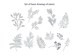 
Set of graphic drawings of black and white plants. Linear drawing plants. Vegetable vector illustration.