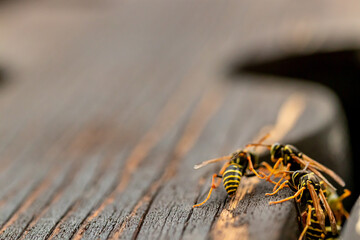 Close up shot of three wasps
