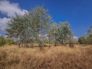 Trees in a clearing in the park. High yellow grass