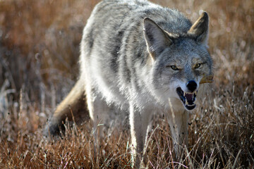 Coyote in Field in Autumn Fall