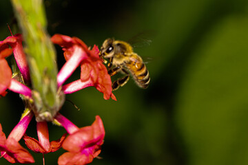 bee on flower