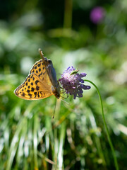 Ein Schmetterling auf einer Blume