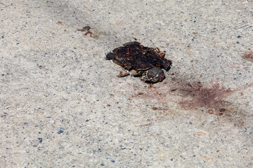 The Car crush the turtle is dead on the cement road in country at thailand