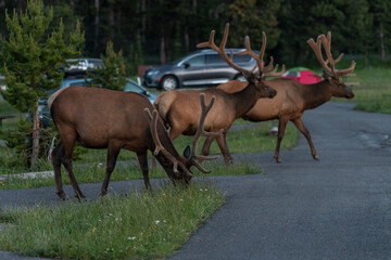 Elk (Cervus canadensis) strolling in the Evening on Bridge Bay Campground, Yellowstone National Park