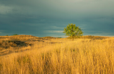 Golden grassland in light of setting sun through the clouds after storm. Deliblatska pescara, Serbia