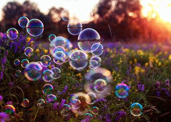 natural festive background with soap bubbles flying over a blooming purple summer meadow in the rays of a warm sunset © nataba