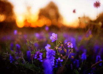 Fototapeta na wymiar natural background with purple flowers summer meadow in the rays of the warm sunset sun