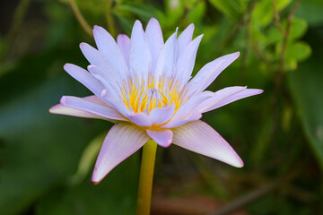 Close up lotus flower blue and purple color is so beautiful