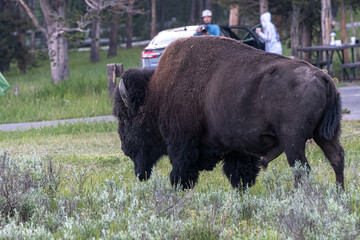 American Bison (Bison bison) strolling in the Evening through Bridge Bay Campground, Yellowstone National Park