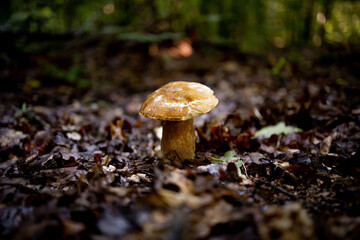 White mushroom in the forest. A mushroom with a brown cap.Boletus. Mushroom