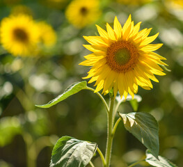 sunflowers in the field with one in front